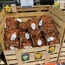 Narcissus Red Devon 1kg