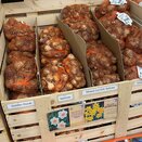 Narcissus Salome 1kg
