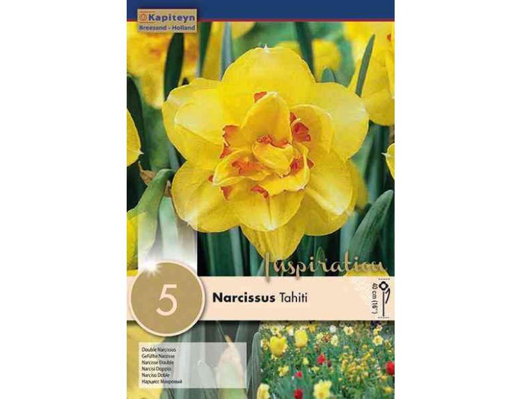Narcissus Tahiti