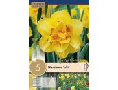 Narcissus Tahiti
