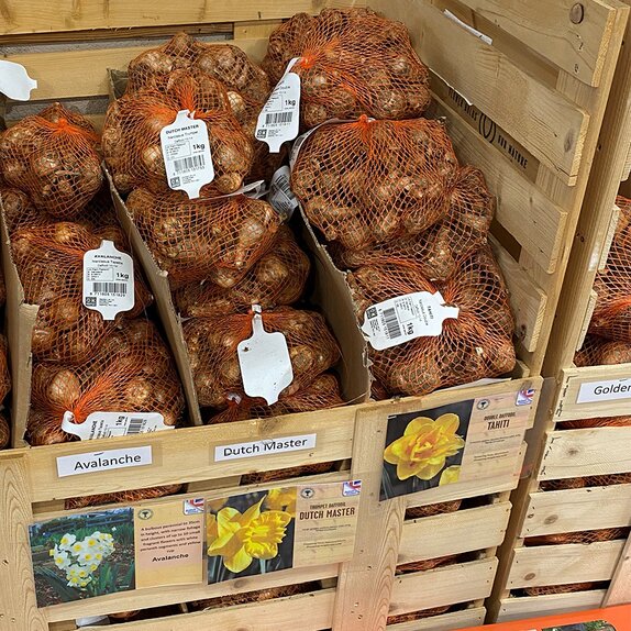 Narcissus Tahiti 1kg
