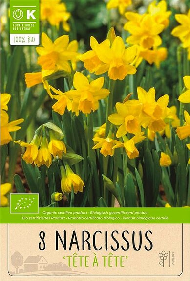 Narcissus - Tete-a-Tete Botanical
