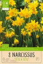 Narcissus - Tete-a-Tete Botanical