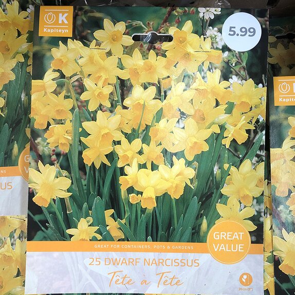 Narcissus Tete A Tete Great Value Pack