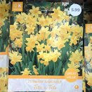 Narcissus Tete A Tete Great Value Pack