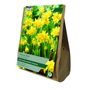 Narcissus - Tete a Tete Value Bag
