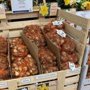 Narcissus Unsurpassable 1kg