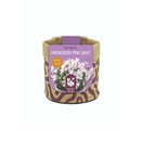 Nature's Friends Nectar Kit Small - Chionodoxa Pink Giant