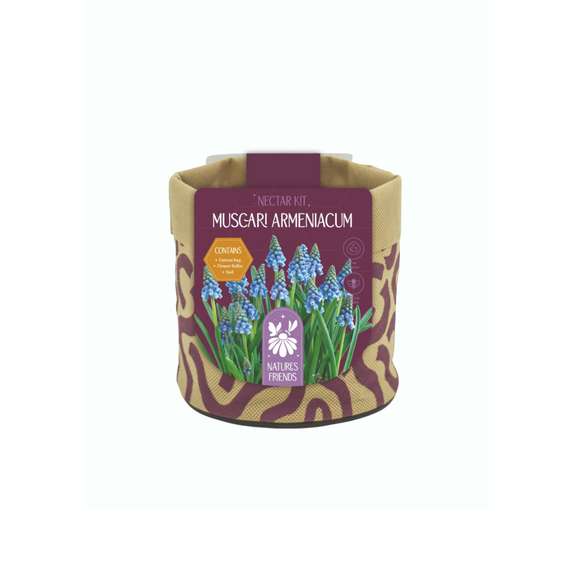 Nature's Friends Nectar Kit Small - Muscari Armeniacum