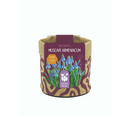 Nature's Friends Nectar Kit Small - Muscari Armeniacum