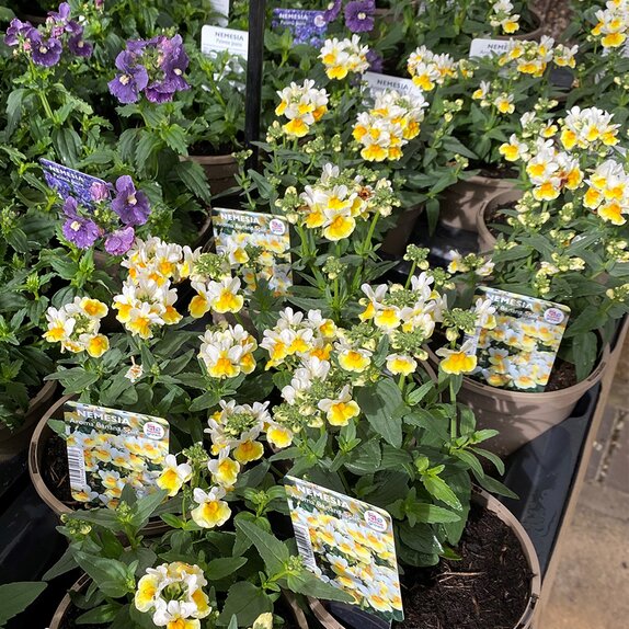 Nemesia Aroma Banana Split 1 litre pot