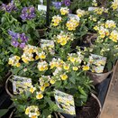 Nemesia Aroma Banana Split 1 litre pot