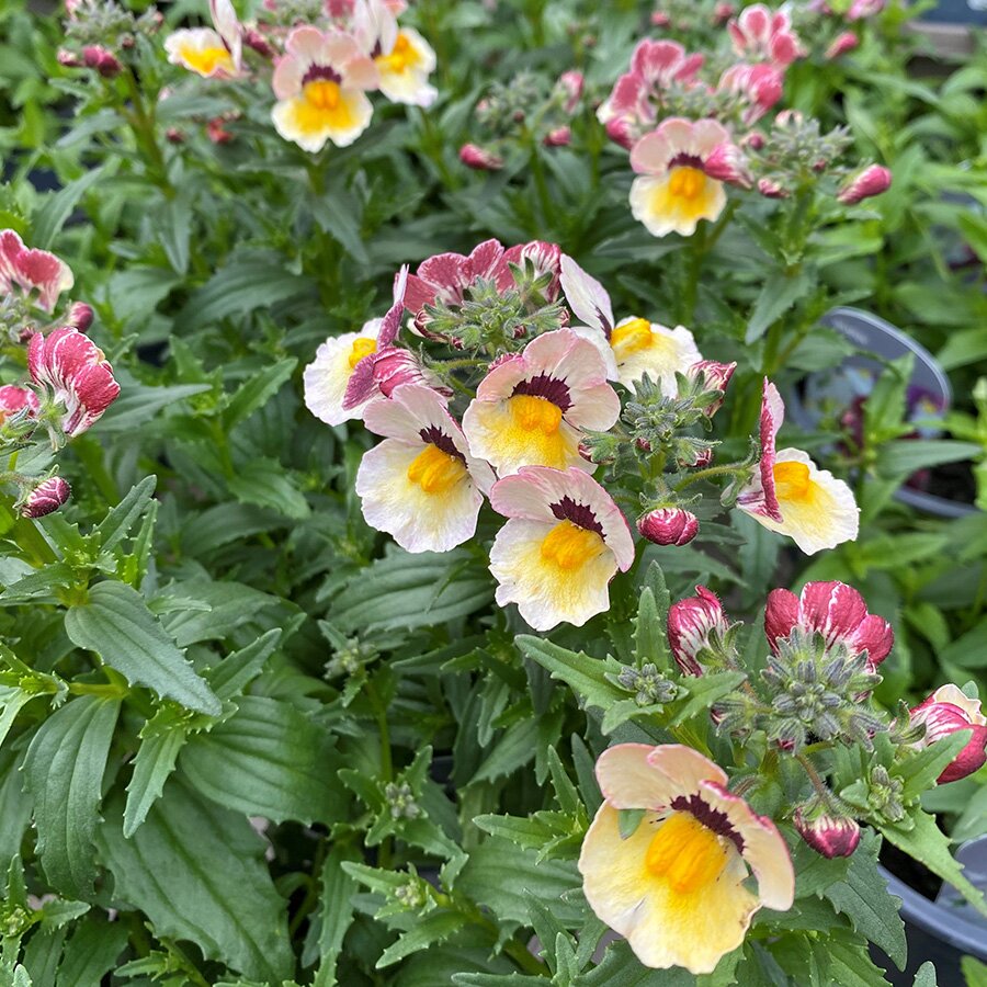 Nemesia Banana Berry 1 litre pot Knights Garden Centres