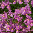 Nemesia Bordeau 1 litre pot