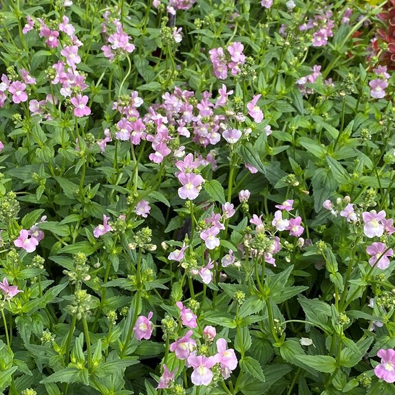 Nemesia Confetti