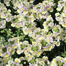 Nemesia Easter Bonnet 1 litre pot