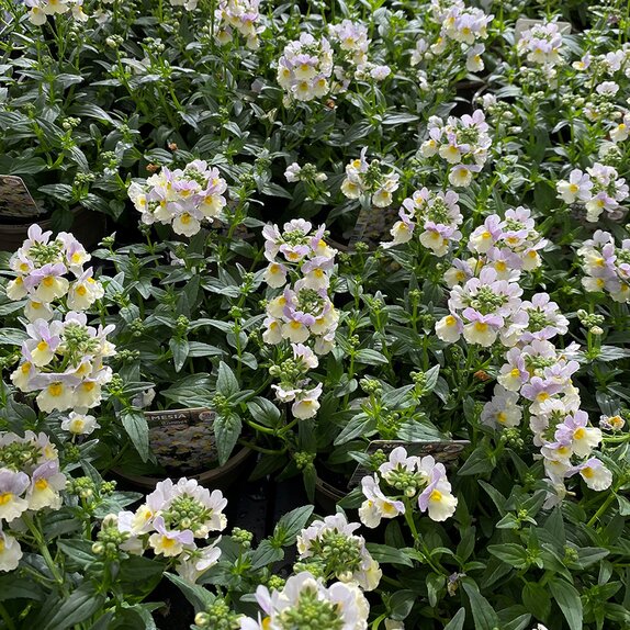 Nemesia Easter Bonnet 1 litre pot