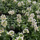 Nemesia Easter Bonnet 1 litre pot
