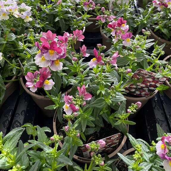 Nemesia Lady Emma 1 litre pot