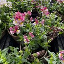 Nemesia Lady Emma 1 litre pot