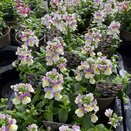 Nemesia Lady Kate 1 litre pot