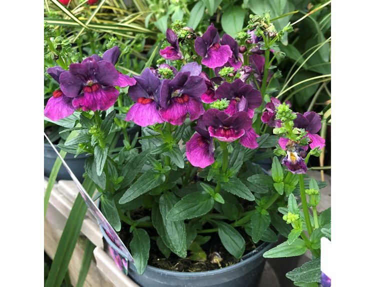 Nemesia Lady Lisa 1 litre pot