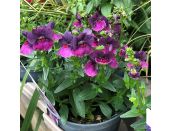 Nemesia Lady Lisa 1 litre pot