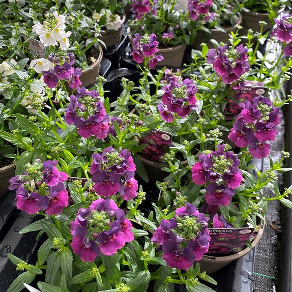 Nemesia Lady Lisa 1 litre pot