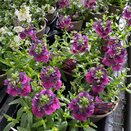 Nemesia Lady Lisa 1 litre pot