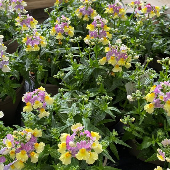 Nemesia Lady Lucy 1 litre pot