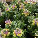 Nemesia Lady Lucy 1 litre pot