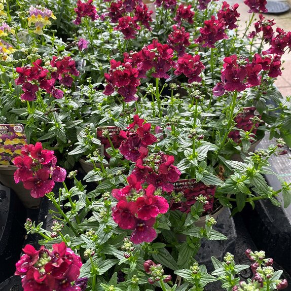 Nemesia Lady Ruby 1 litre pot
