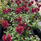 Nemesia Lady Ruby 1 litre pot