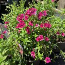 Nemesia Nesia Magenta