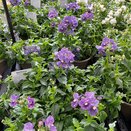 Nemesia Palette Jeans 1 litre pot