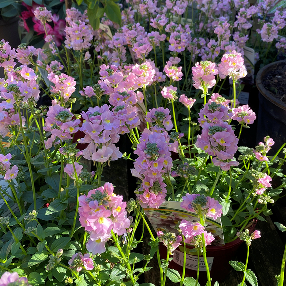 Nemesia Peaches n Cream 2 litre pot