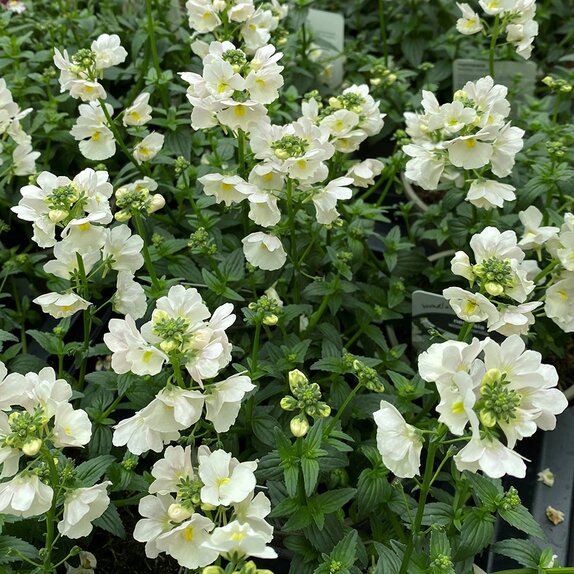 Nemesia Wisley Vanilla 1 litre pot