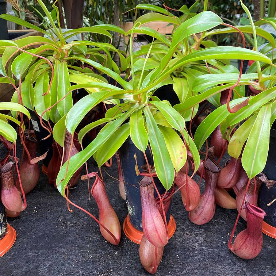 Nepenthes x Ventrata - Knights Garden Centres