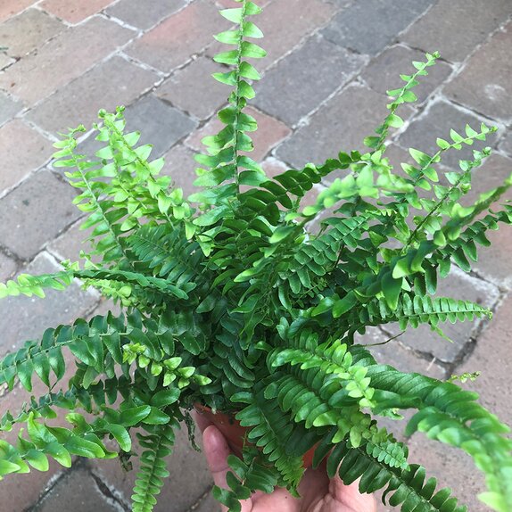 Nephrolepis exal. 'Green Lady' 12cm pot - image 1