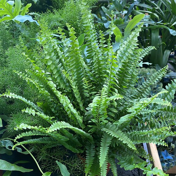 Nephrolepis exal. 'Green Lady' 12cm pot - image 2