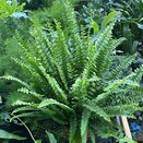 Nephrolepis exal. 'Green Lady' 12cm pot - image 2