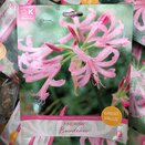 Nerine Bowdenii Great Value Pack