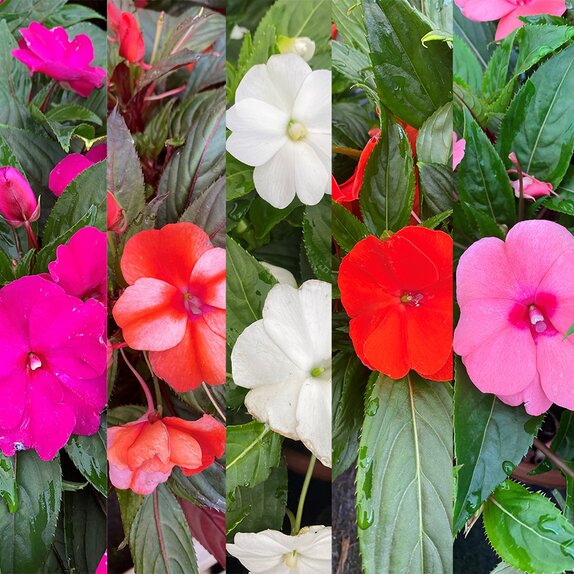 New Guinea Impatiens 13cm pot