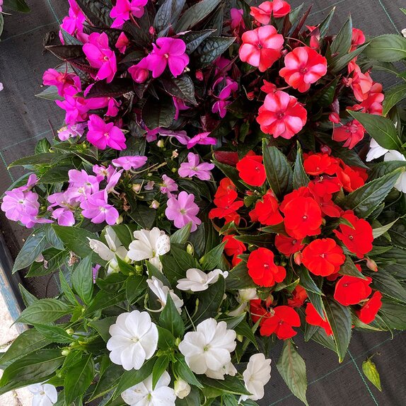 New Guinea Impatiens 13cm pot