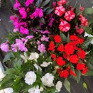 New Guinea Impatiens 13cm pot