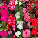 New Guinea Impatiens Patio Tub 25cm