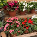 New Guinea Impatiens Patio Tub 25cm