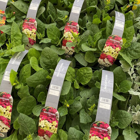Nicotiana Mix 6 pack