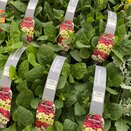 Nicotiana Mix 6 pack