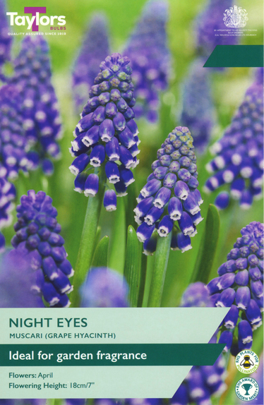 Night Eyes - Muscari